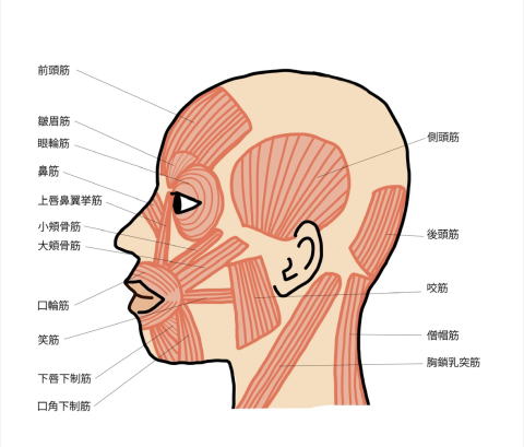 名古屋の美容鍼でたるみ改善にアプローチする顔の筋肉構造図（咬筋・頬筋・大頬骨筋など）