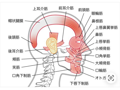 美容鍼でたるみ改善を目指すための側頭筋・咬筋・首周りの筋肉解説図（名古屋 休息治療院）