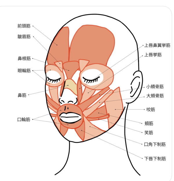 美容鍼でアプローチする大頬骨筋と口輪筋の解説図（名古屋 休息治療院）